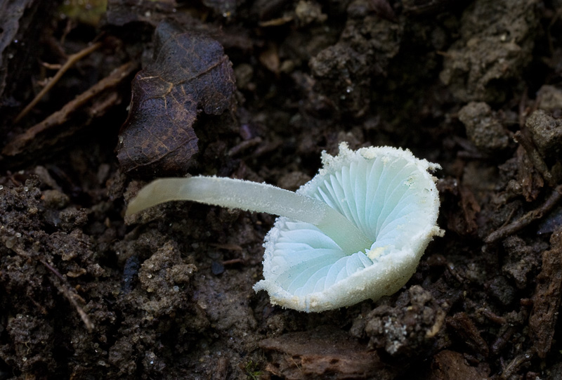 Melanophyllum eyrei